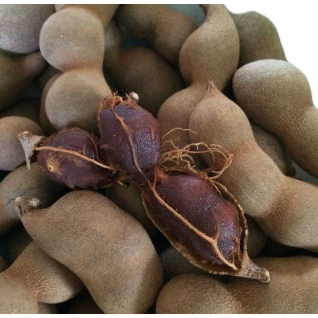 

Asam Jawa Aseli Fresh Segar 1Kg
