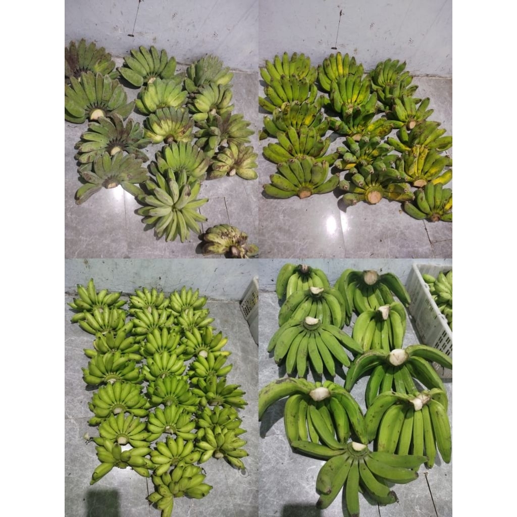 

Pisang Barlin Pisang Kepok 1 Sisir