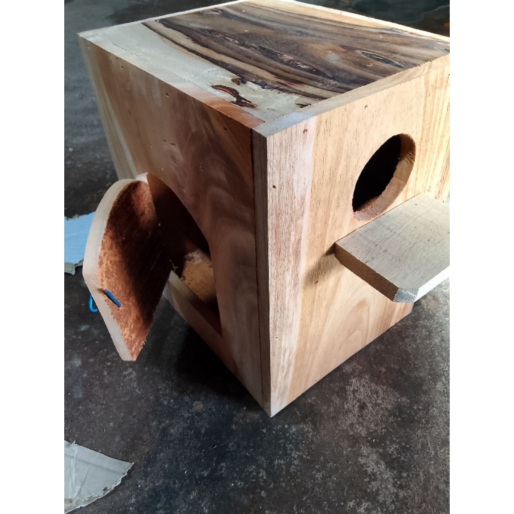 Glodok Lovebird parkit kayu sonokeling