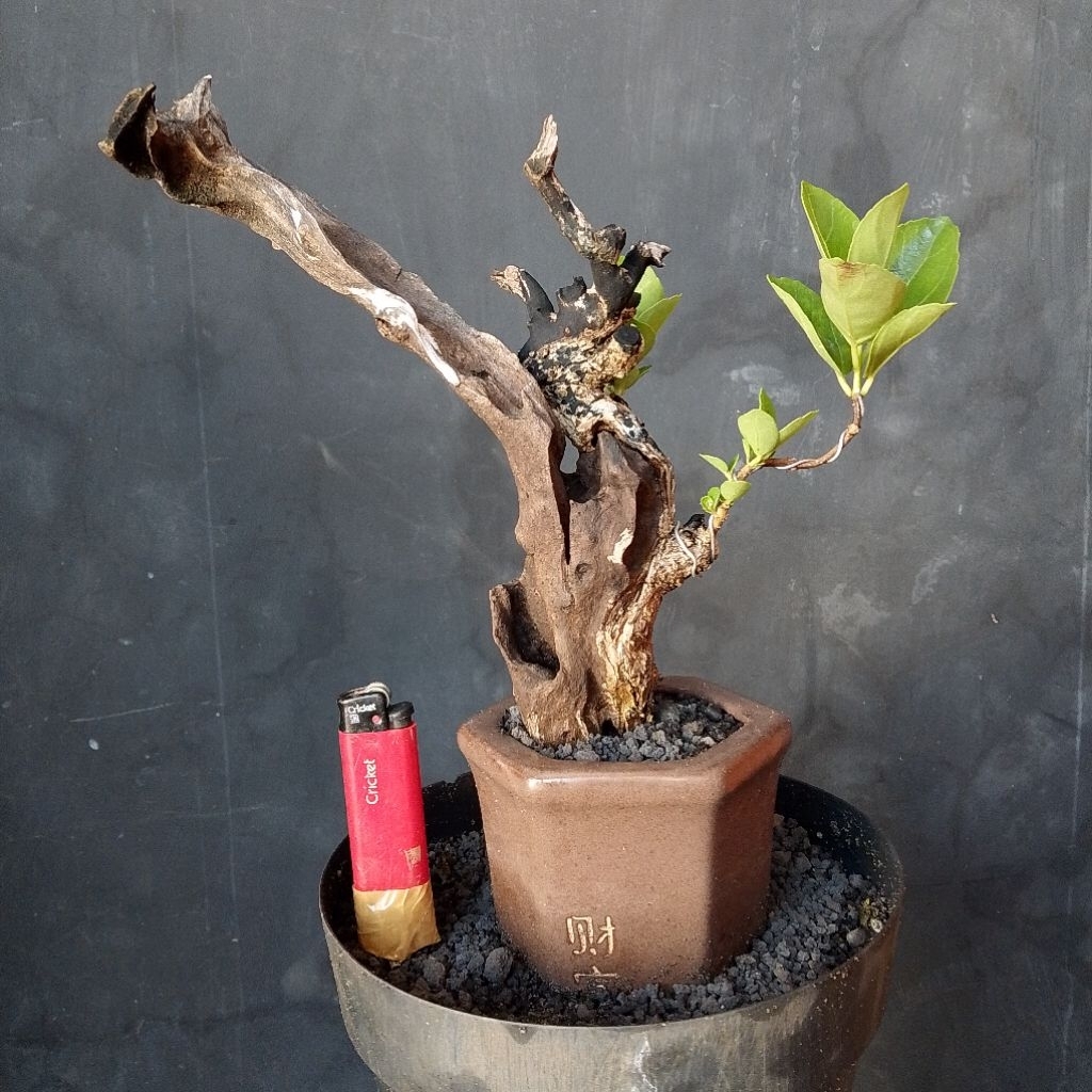 Bonsai mungil wahong laut