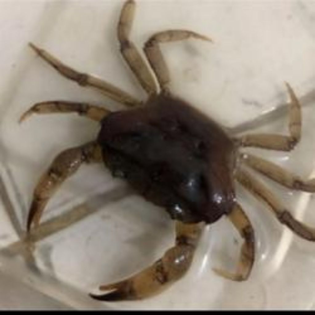 mainan anak kepiting sawah/yuyu hidup per 10 ekor