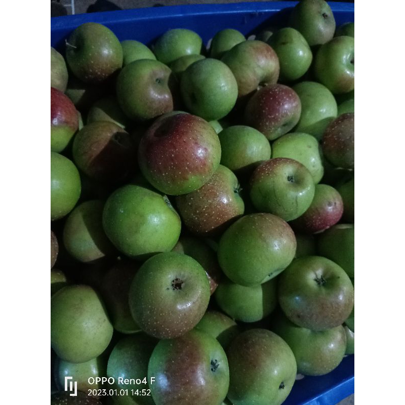 

APEL MALANG ASLI 5KG(1KG isi 10-13buah)