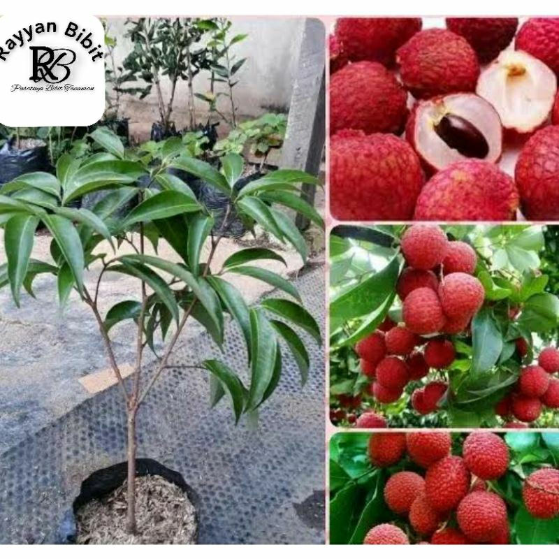 Bibit leci merah cangkok cepat berbuah leci kom