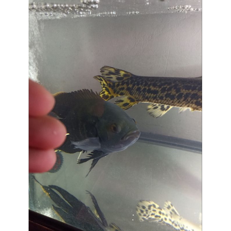 ikan hias aquarium oscar slayer