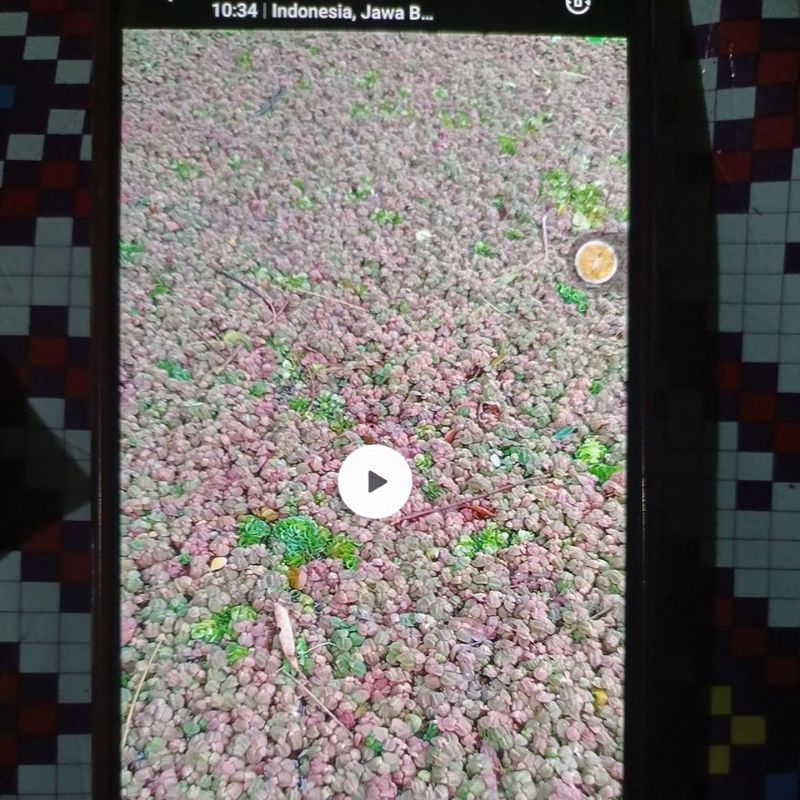 Bibit Azolla microphylla