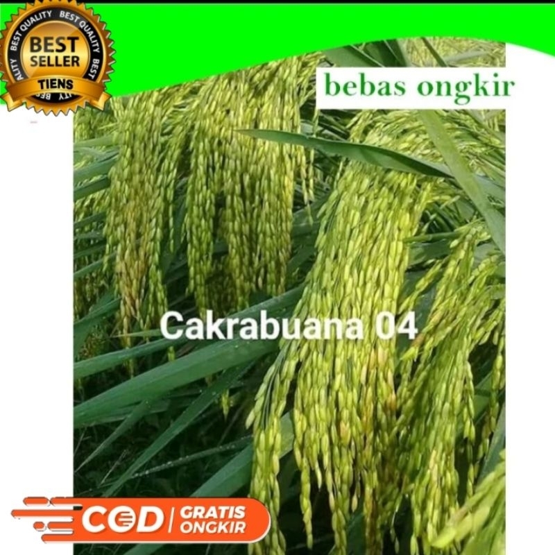 BENIH PADI CAKRABUANA 04 kemasan 5kg