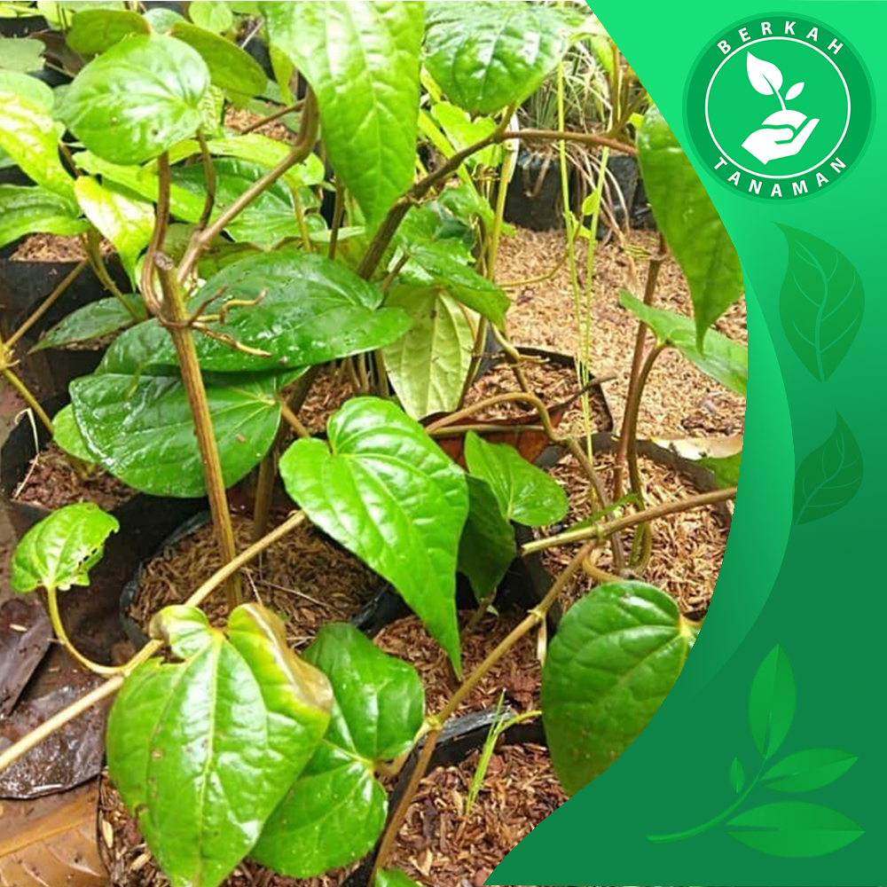 

Pohon Sirih Hijau Herbal