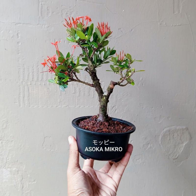 BONSAI ASOKA MIKRO SESUAI FOTO