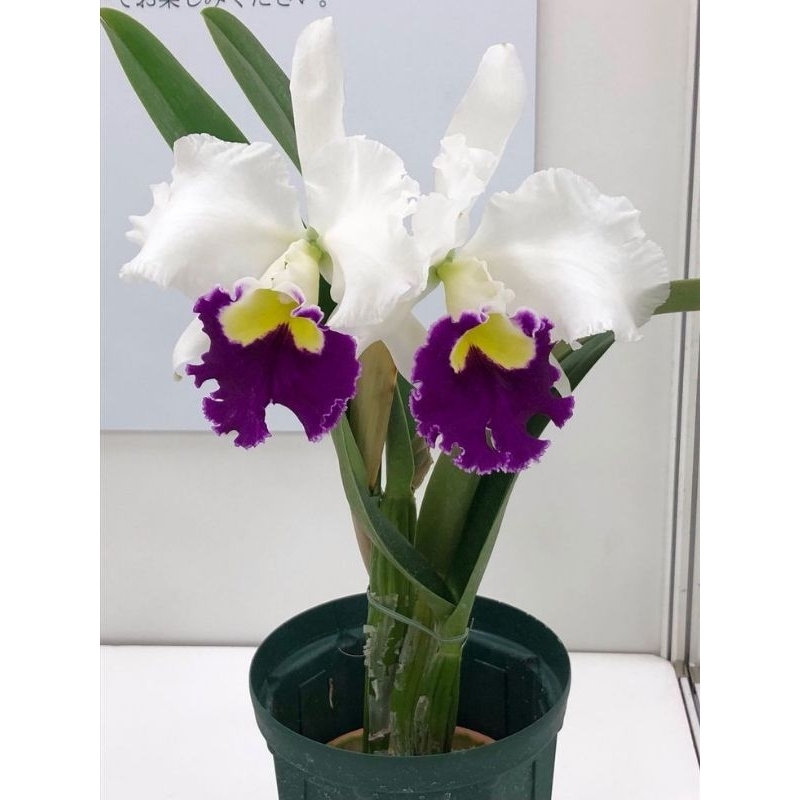 Bunga Anggrek Catleya seedling ( ID. KAGUYAMA )