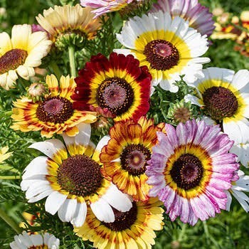 

Biji Bunga Chrysanthemum Carinatum