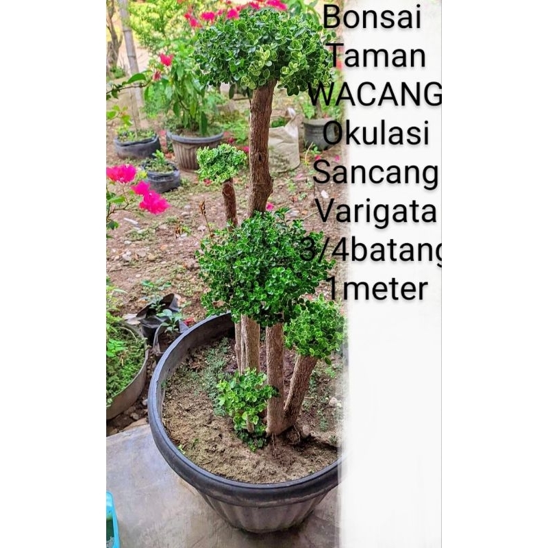 Bonsai Sancang Varigata Taman 1Meter Okulasi Wahong