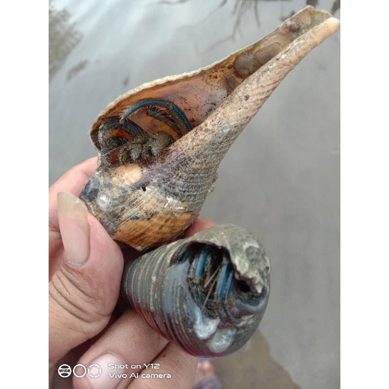 kelomang laut umpan Galatama lele dan bawal super amis 11k( isi 15ekor)