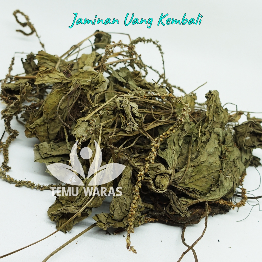 Daun Sendok Kering 250gr Sendokan Organik