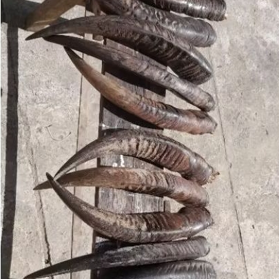 Tanduk kerbau betina 50 cm