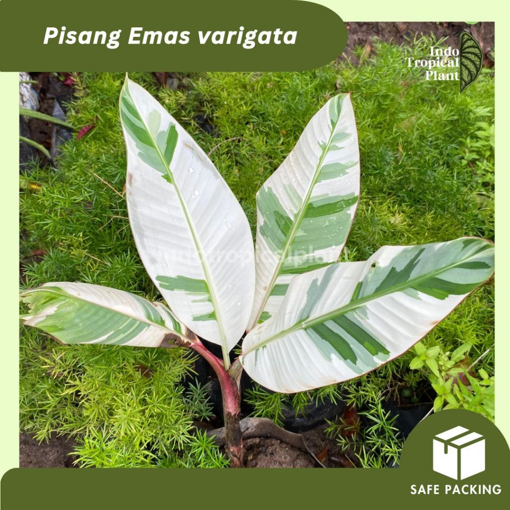 Termurah Bibit Tanaman Pisang Emas Varigata Real Pict / Hiasan Taman