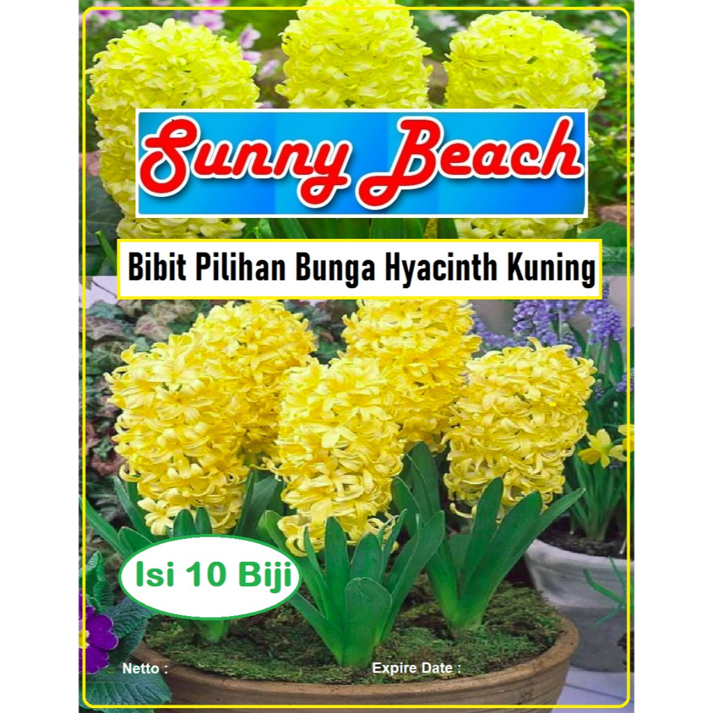 Bibit Pilihan Bunga Hyacinth Kuning | Biji Benih Bunga Hyacinth Yellow | Biji Benih Bunga Hias