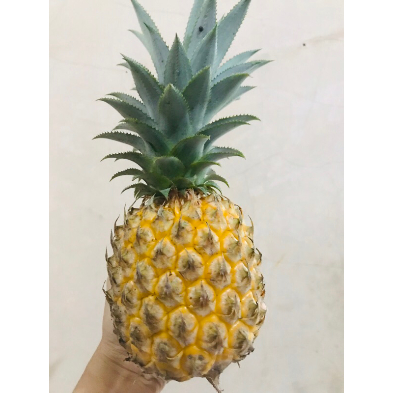 

Nanas Madu asli Pemalang/murah/hasil kebun sendiri