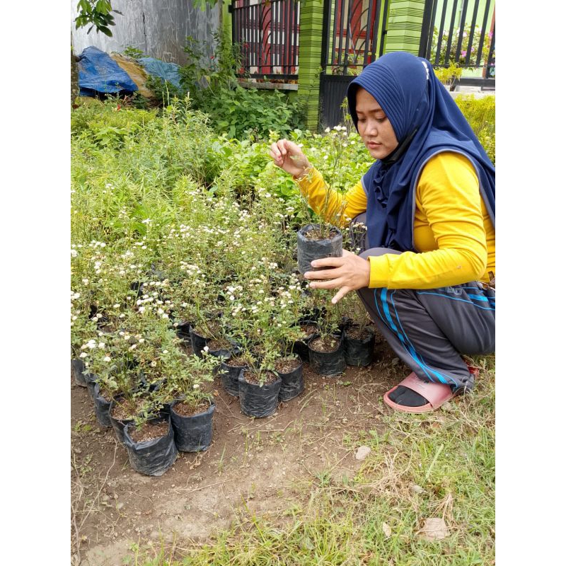 Bibit Tanaman Mawar Baby Rose Berbunga | Bunga Baby Rose