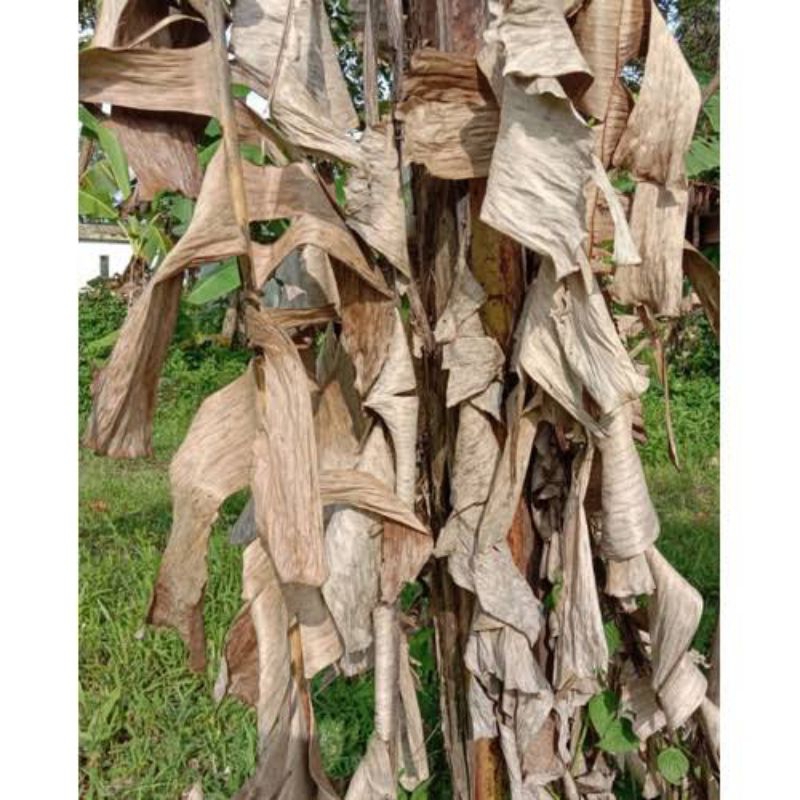 

Klaras/Daun Pisang kering, untuk kerajinan