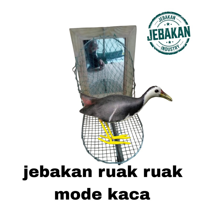 jebakan burung ruak ruak mode kaca