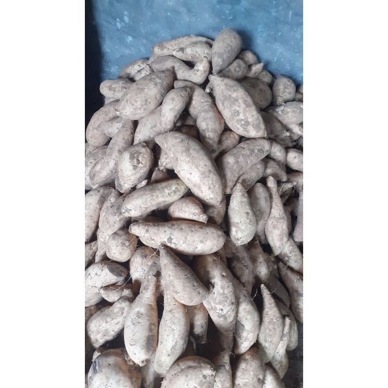 

ubi madu