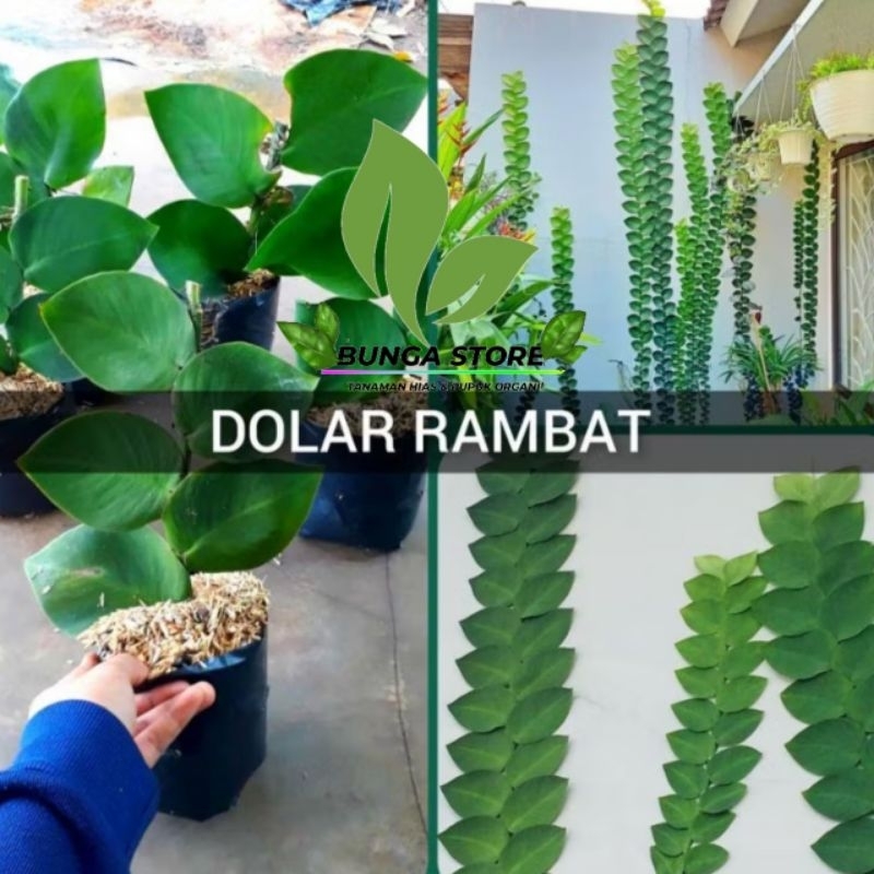 ( BISA COD ) Tanaman rambat dolar besar - Rambat dollar besar Asli