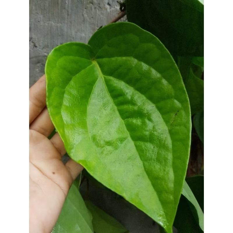 

Daun sirih hijau segar per 15 lembar