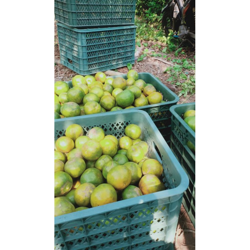 

JERUK SIEM MALANG F1