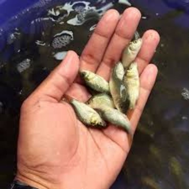bibit ikan mas konsumsi 1jari budidaya