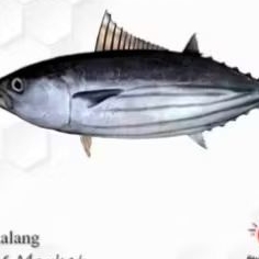 

Ikan Cakalang 1KG - Segar & Berkualitas