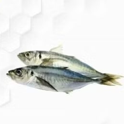 

Ikan Layang 1KG - Segar & Berkualitas