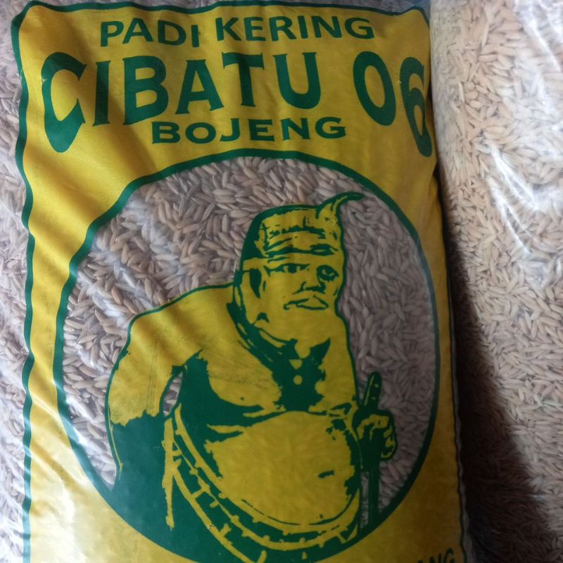 bibit padi cibatu 06