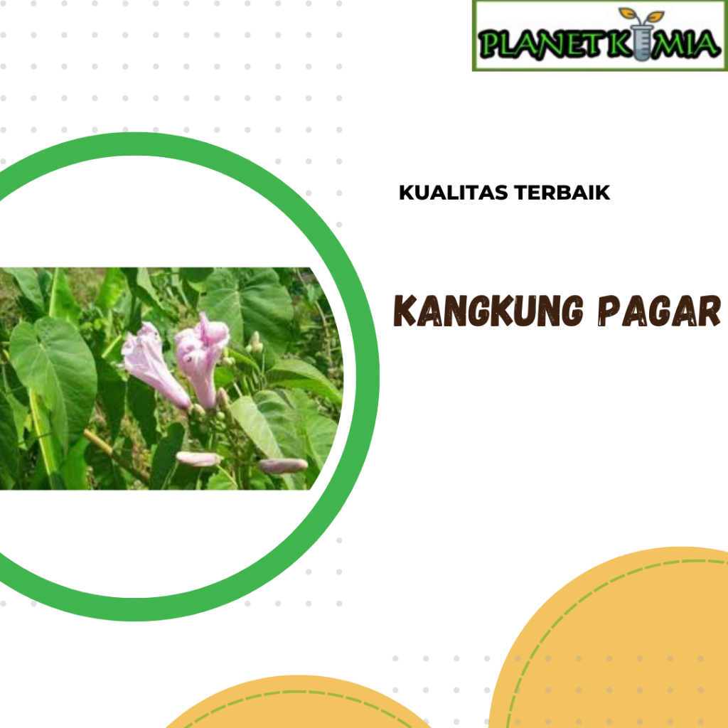 

ekstrak kangkung pagar best product
