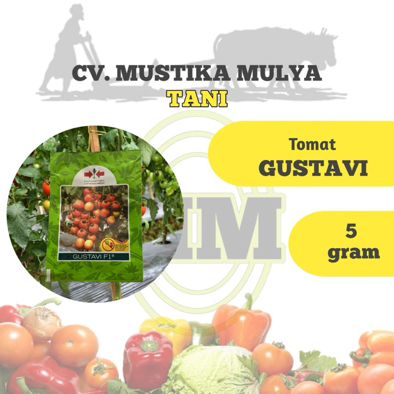 BENIH TOMAT ( GUSTAVI VI ) CAP PANAH MERAH