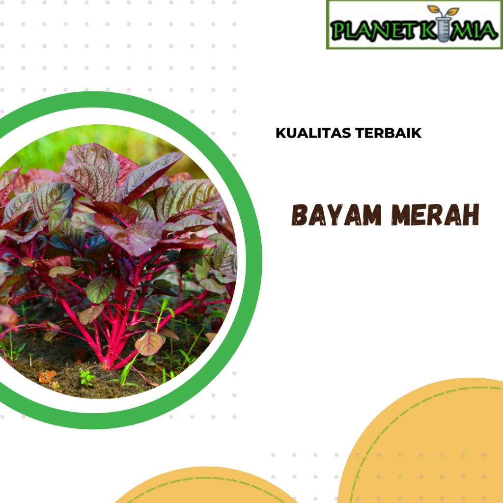 

ekstrak bayam merah best product