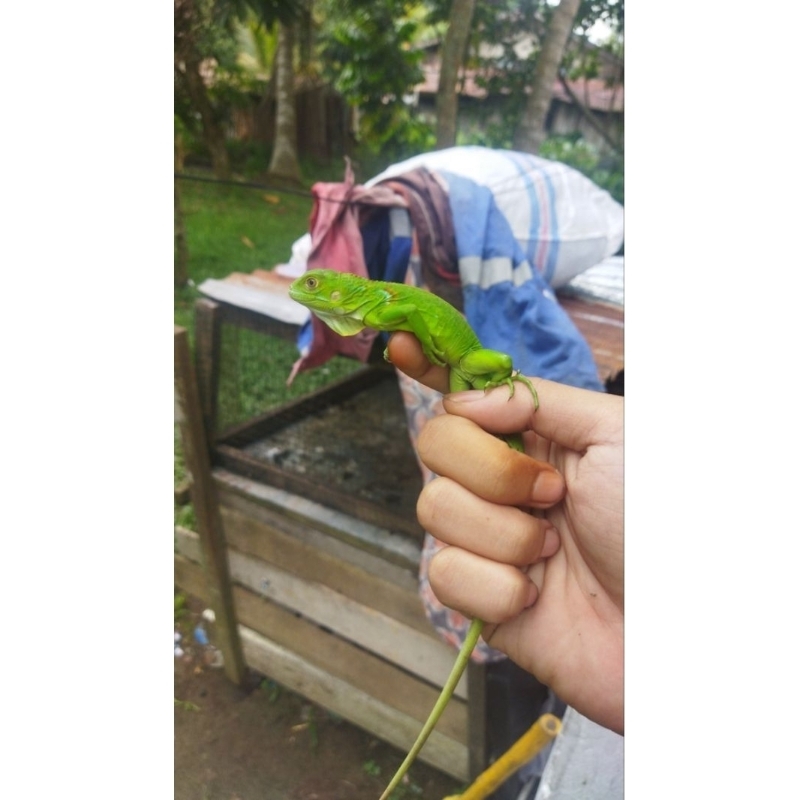 mainan iguana green baby