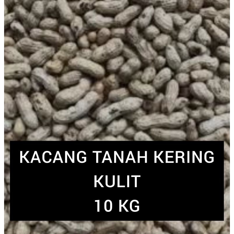 KACANG TANAH KULIT KERING