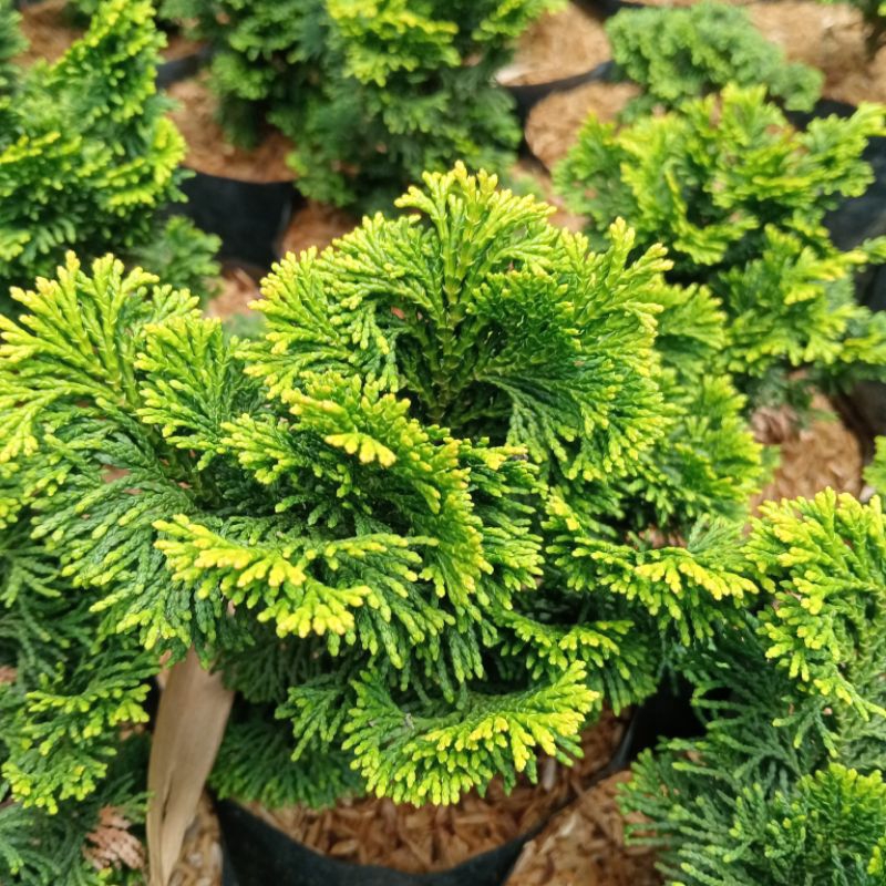 bonsai Cemara inoki jepang