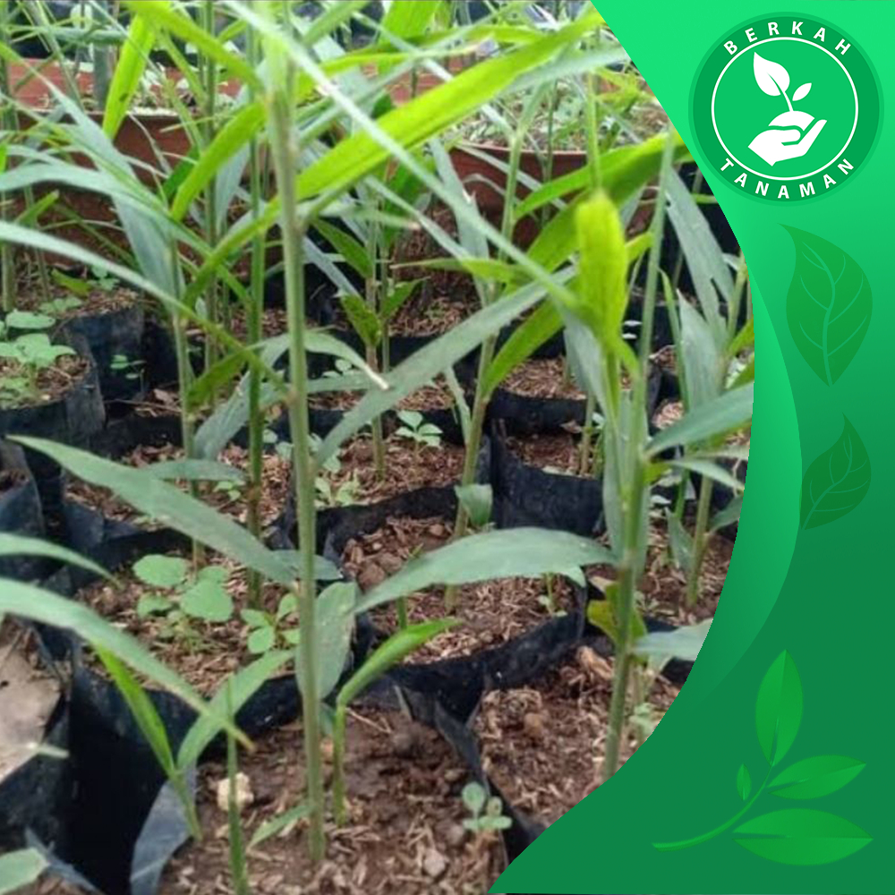 Bibit Jahe Merah, Jahe Emprit, Jahe Gajah Organik Siap Tanam