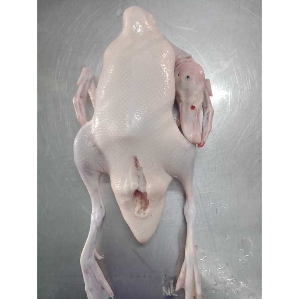 

Bebek Hibrida Peking 1000 gram Segar Beku