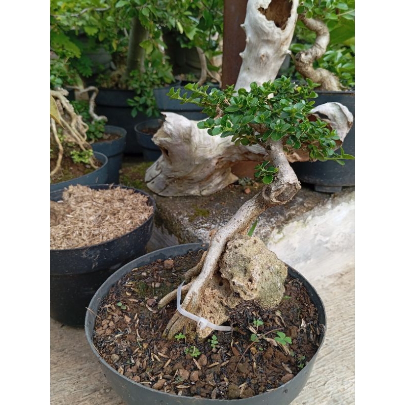 BONSAI SANCANG // BAHAN BONSAI SANCANG // HOBI BONSAI