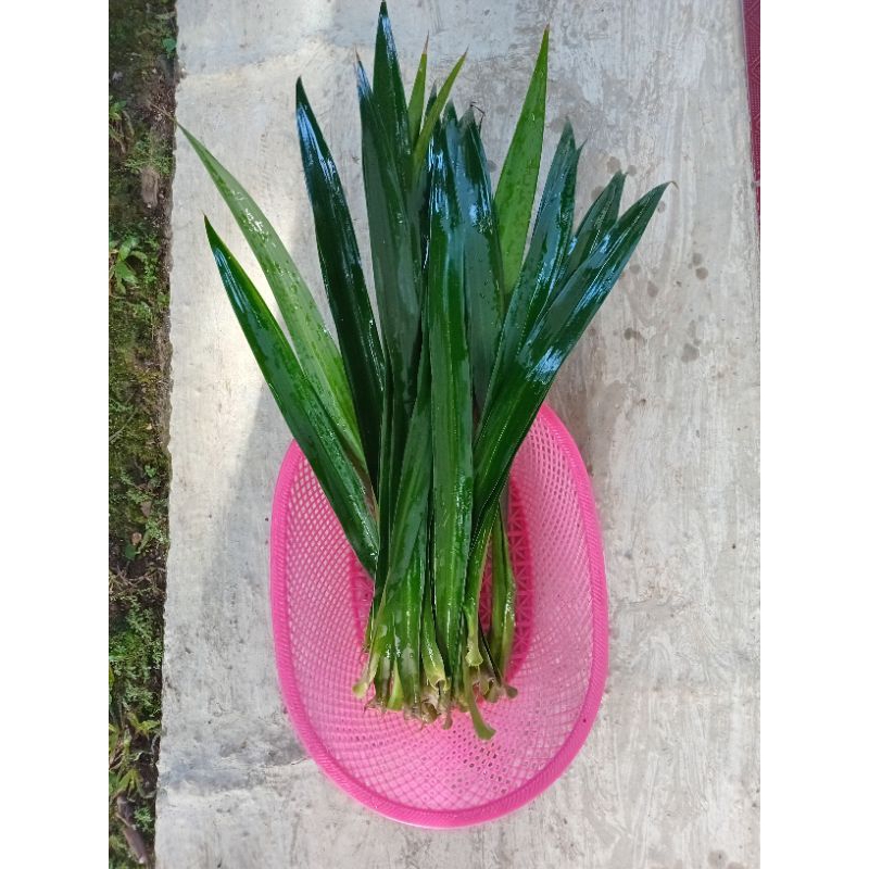 

Daun Suji Segar 30 Helai