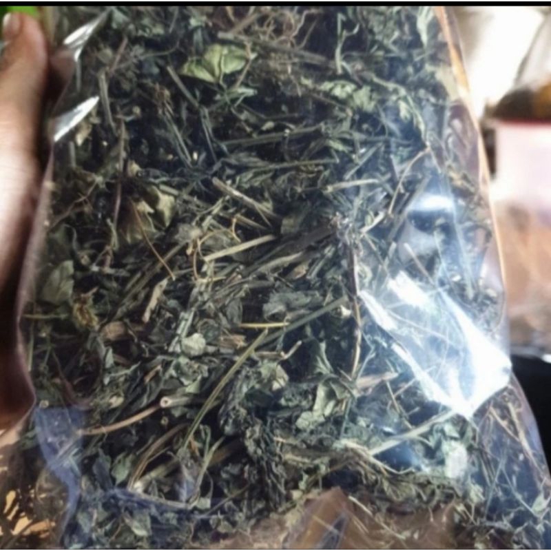 

Daun Sambiroto Kering Daun Sambiloto Asli Herbal