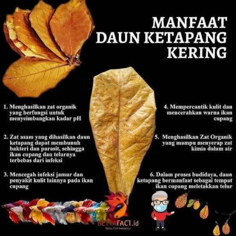daun ketapang kering-daun ketapang  olahan-ketapang laut untuk penyeimbang ph air
