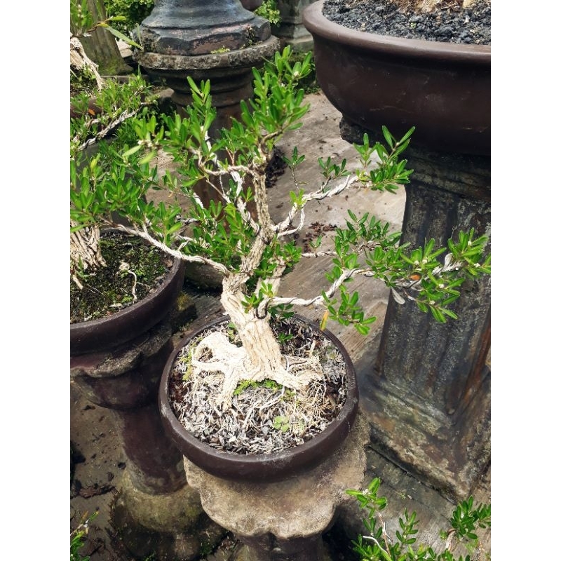 BONSAI BOKSUS / BOXUS BER KARAKTER TINGGAL PAJANG