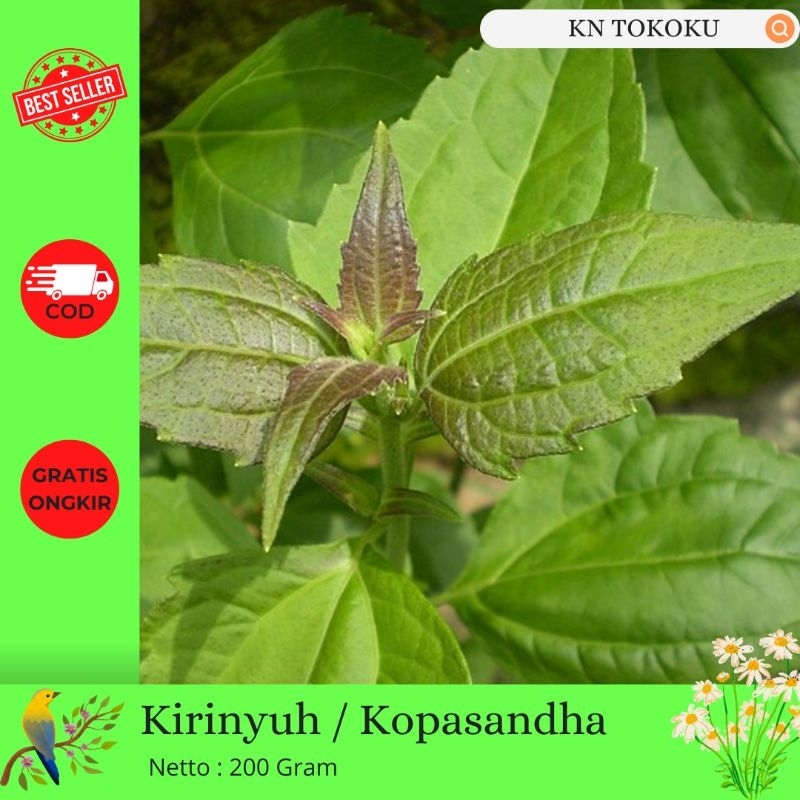 

200 Gram Kirinyuh Kopasandha Herbal Fresh