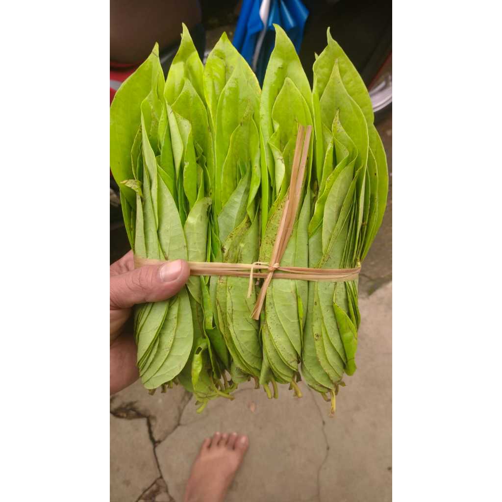 

Sirih Top Sultan Asli Medan