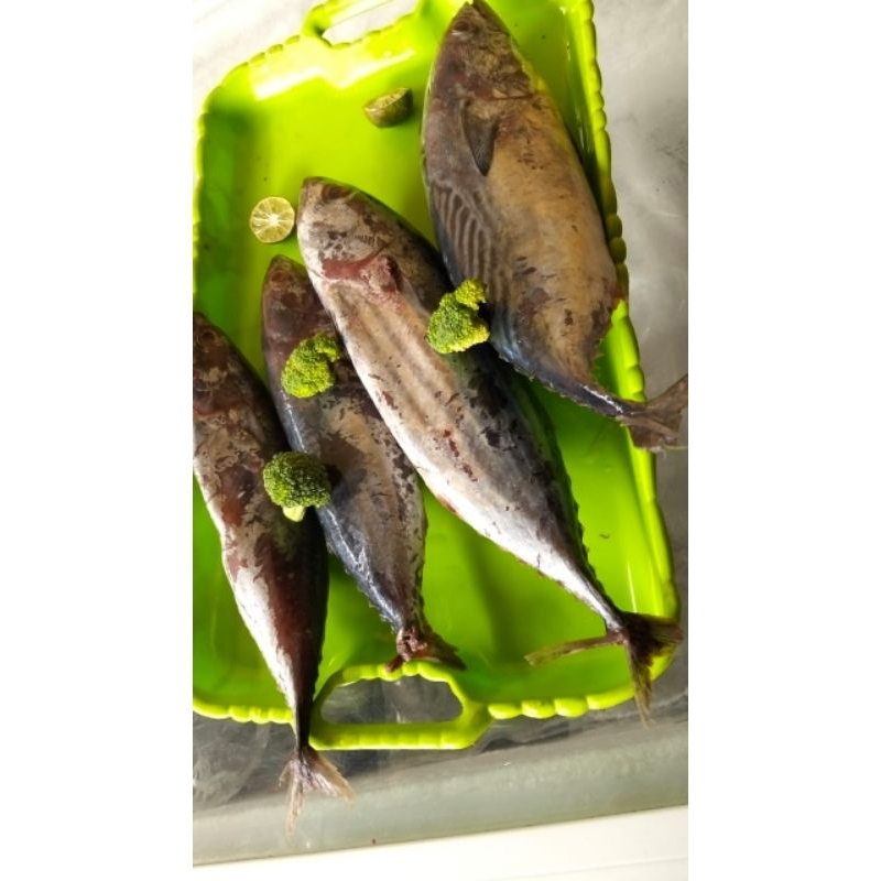 

Ikan Tongkol Frozen 1 kg Premium