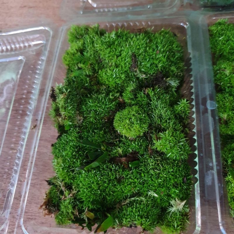 Moss Mutiara Darat - Tanaman Moss Darat Hiasan Paludarium Terarium Vivarium