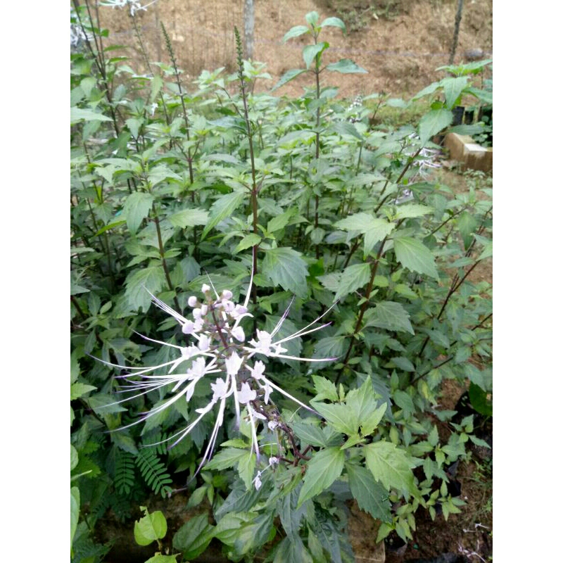 

Daun kumis kucing segar 100gr Orthosiphon aristatus